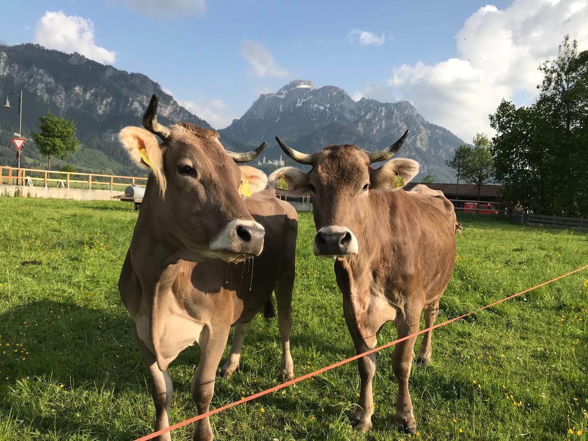 Chalet Alpenrose Schwangau Zewnętrze zdjęcie